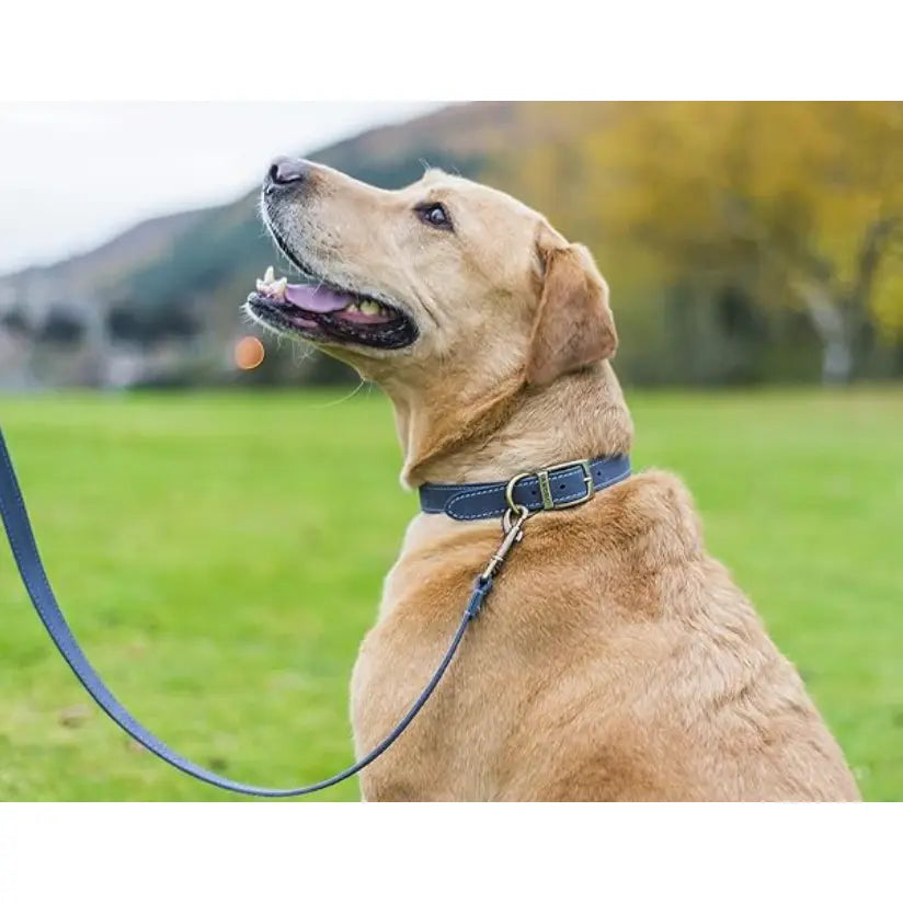 Timberwolf Leather Collar Blue 39-48cm Size 5 Timberwolf