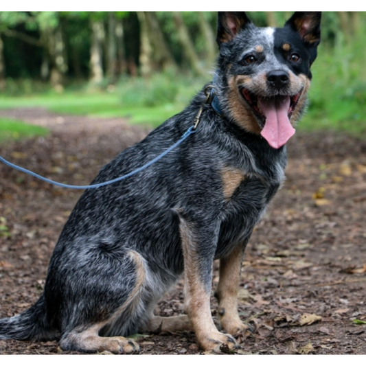 Timberwolf Leather Lead Blue 60cmx19mm