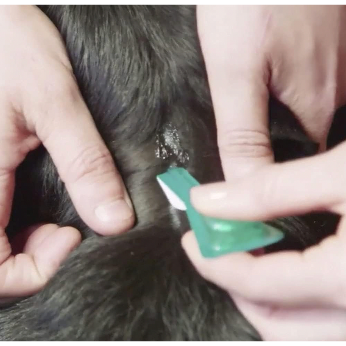 Frontline Plus Spot On L 20-40 kg x 3