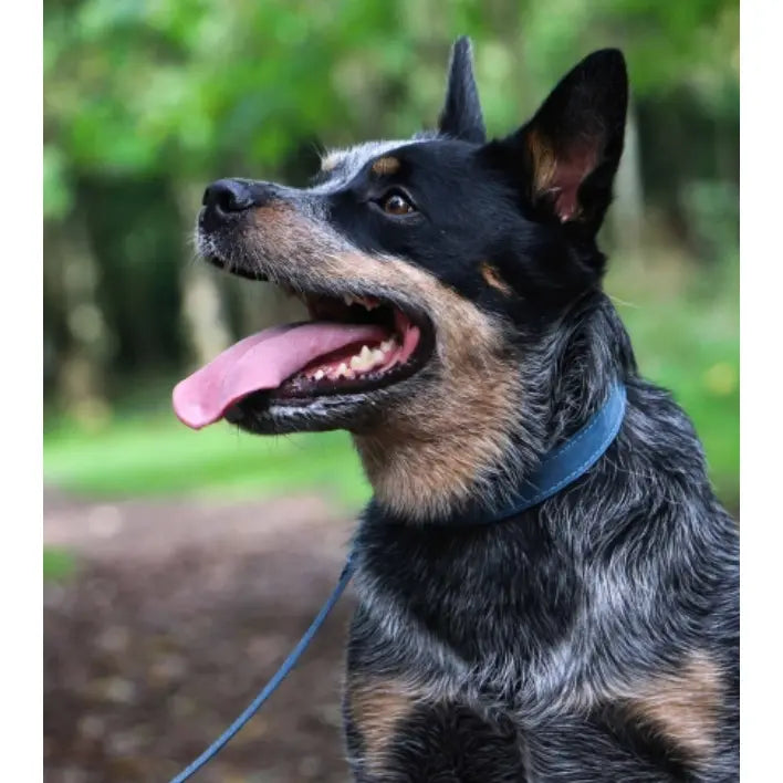 Timberwolf Leather Collar Blue 39-48cm Size 5 Timberwolf