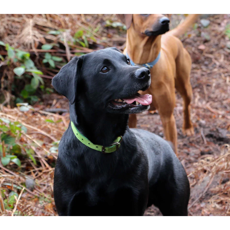 Timberwolf Leather Collar Green 39-48cm Size 5