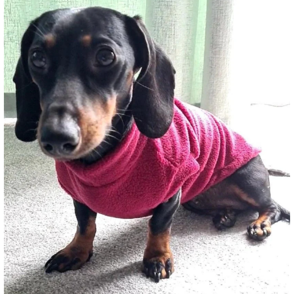 Pawsome Suits Dachshund Jumper In Polar Fleece