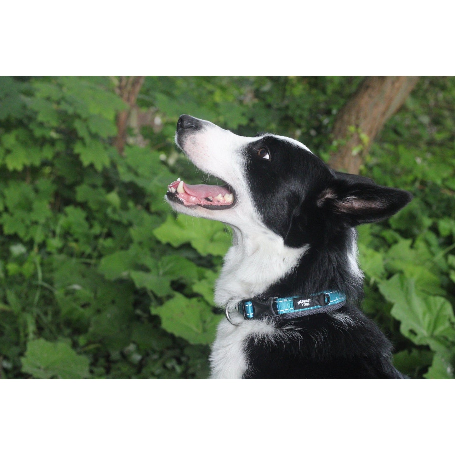 Twiggy Tags Adventure Collar - Tranquil