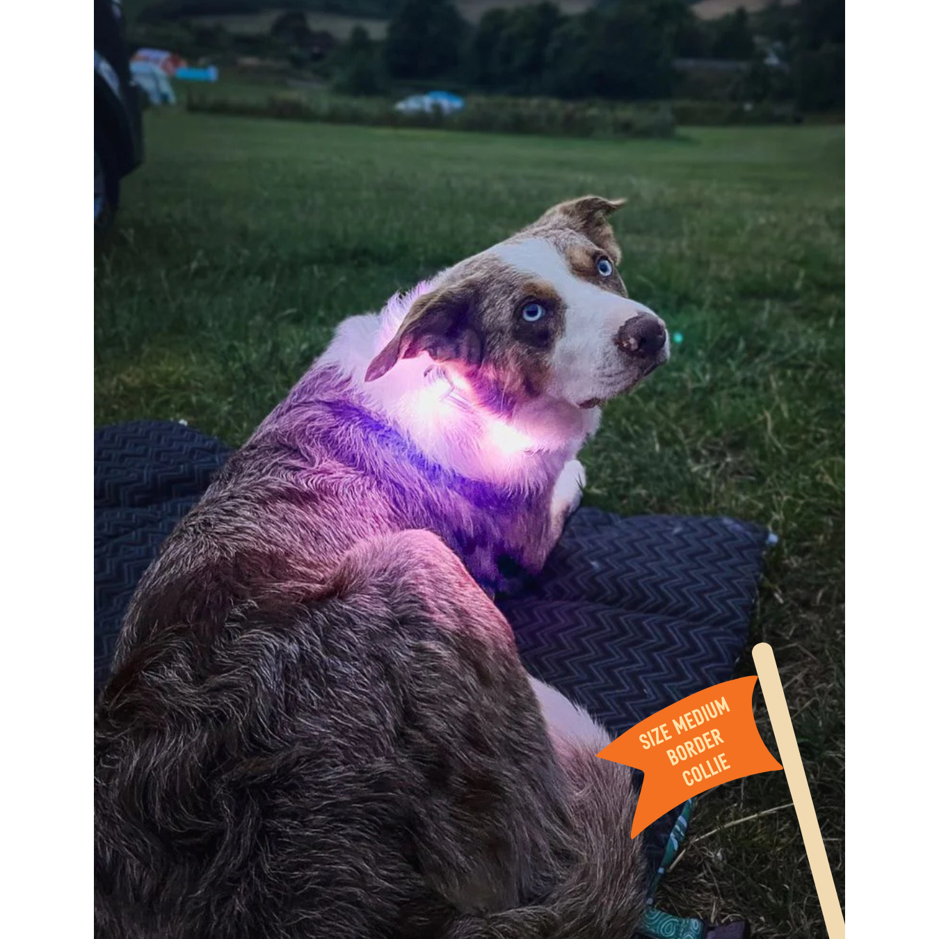 Twiggy Tags TrekBright Light-Up Collar Large