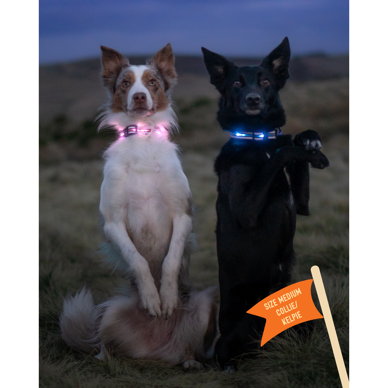 Twiggy Tags TrekBright Light-Up Collar Large