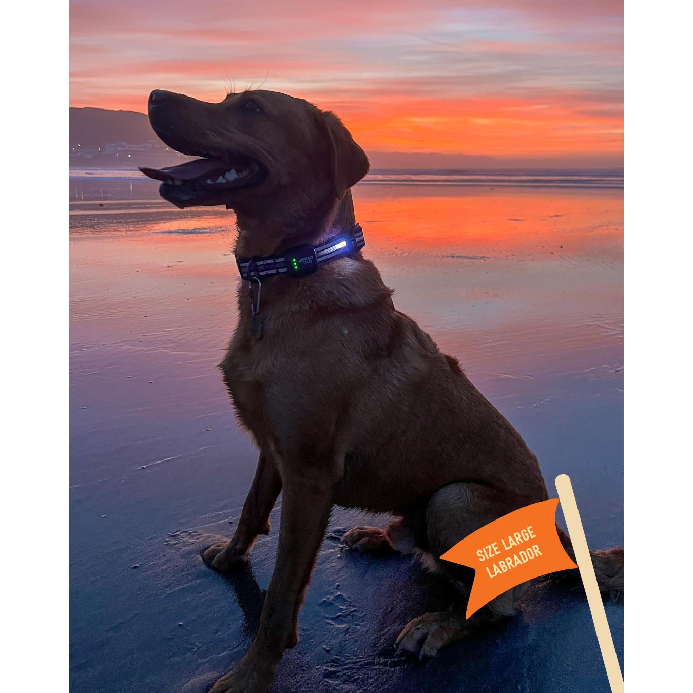 Twiggy Tags TrekBright Light-Up Collar Large