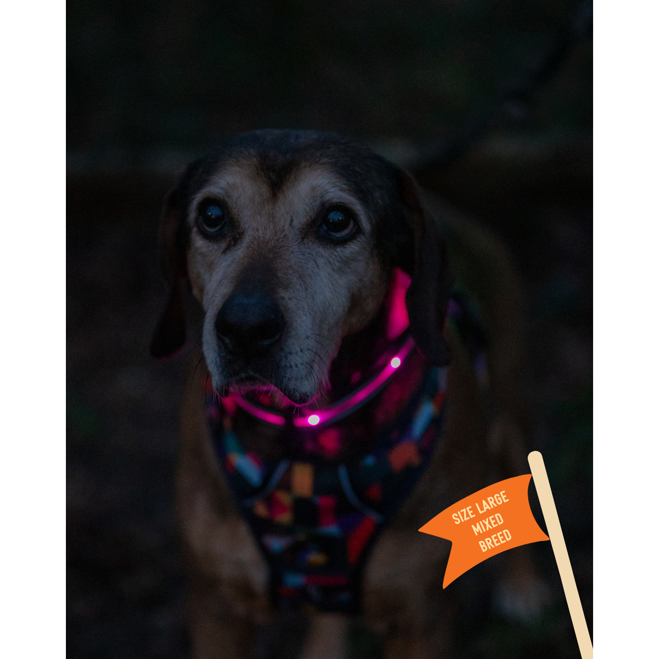 Twiggy Tags TrekBright Light-Up Collar Large