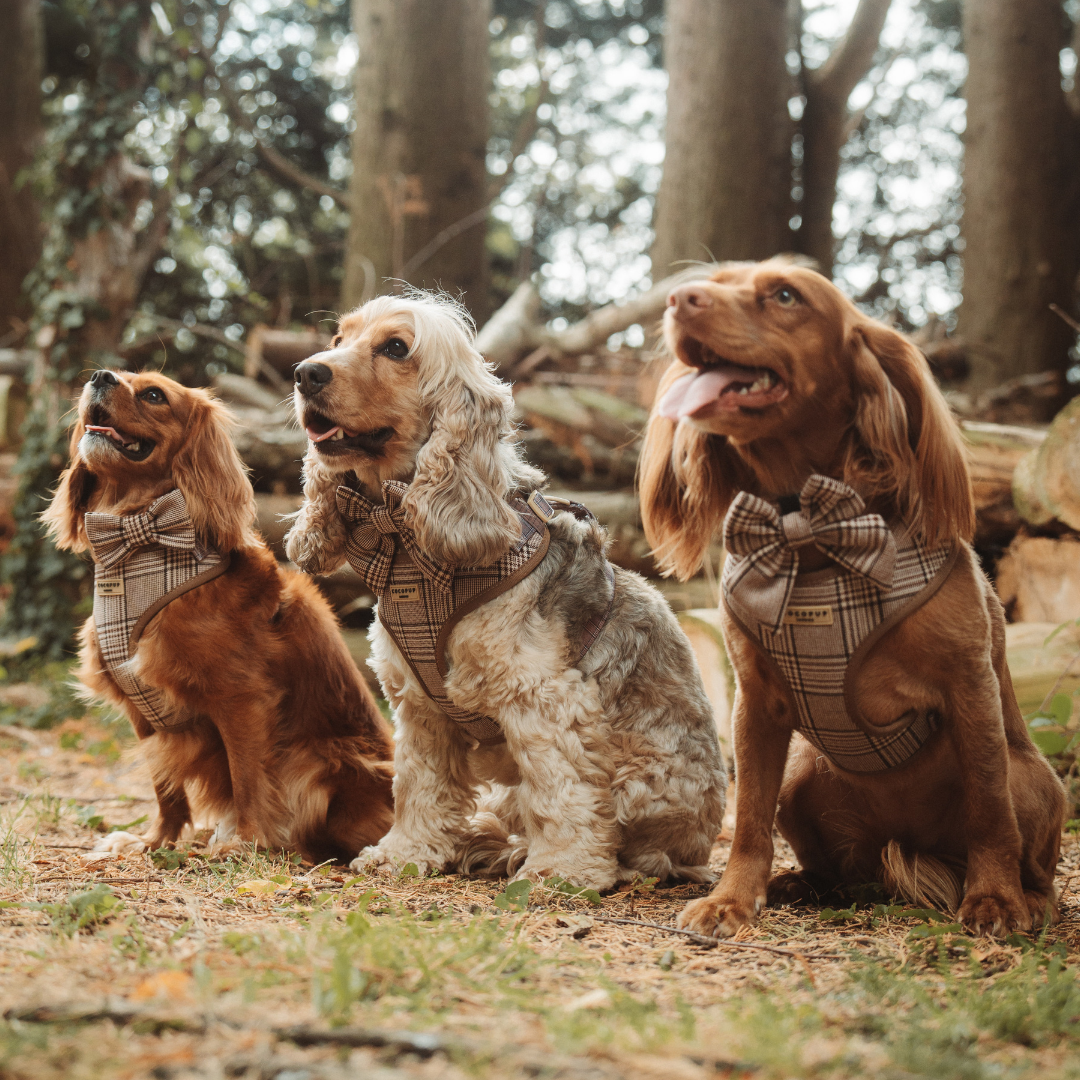 Cocopup London - Pup Plaid Sailor Bow Tie