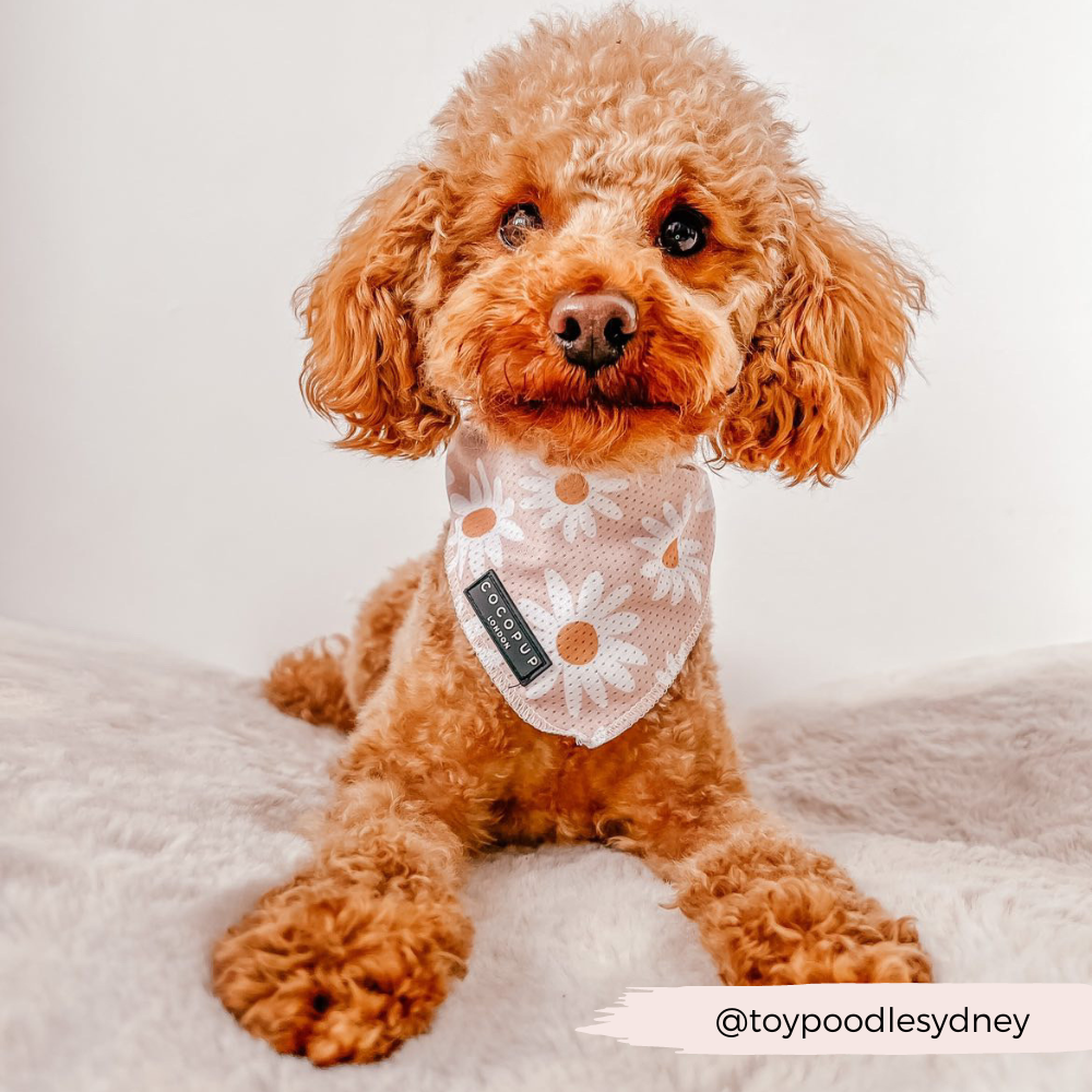 Daisy Chain Bandana