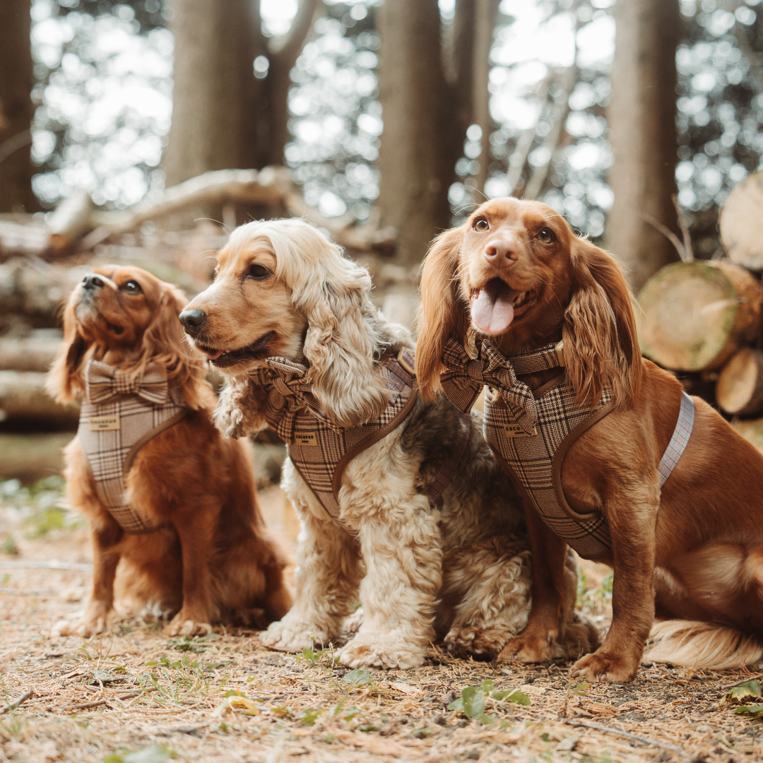 Cocopup London - Pup Plaid Sailor Bow Tie