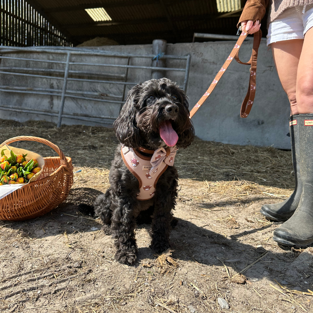 Cocopup London - Harold the Highland Cow Lead