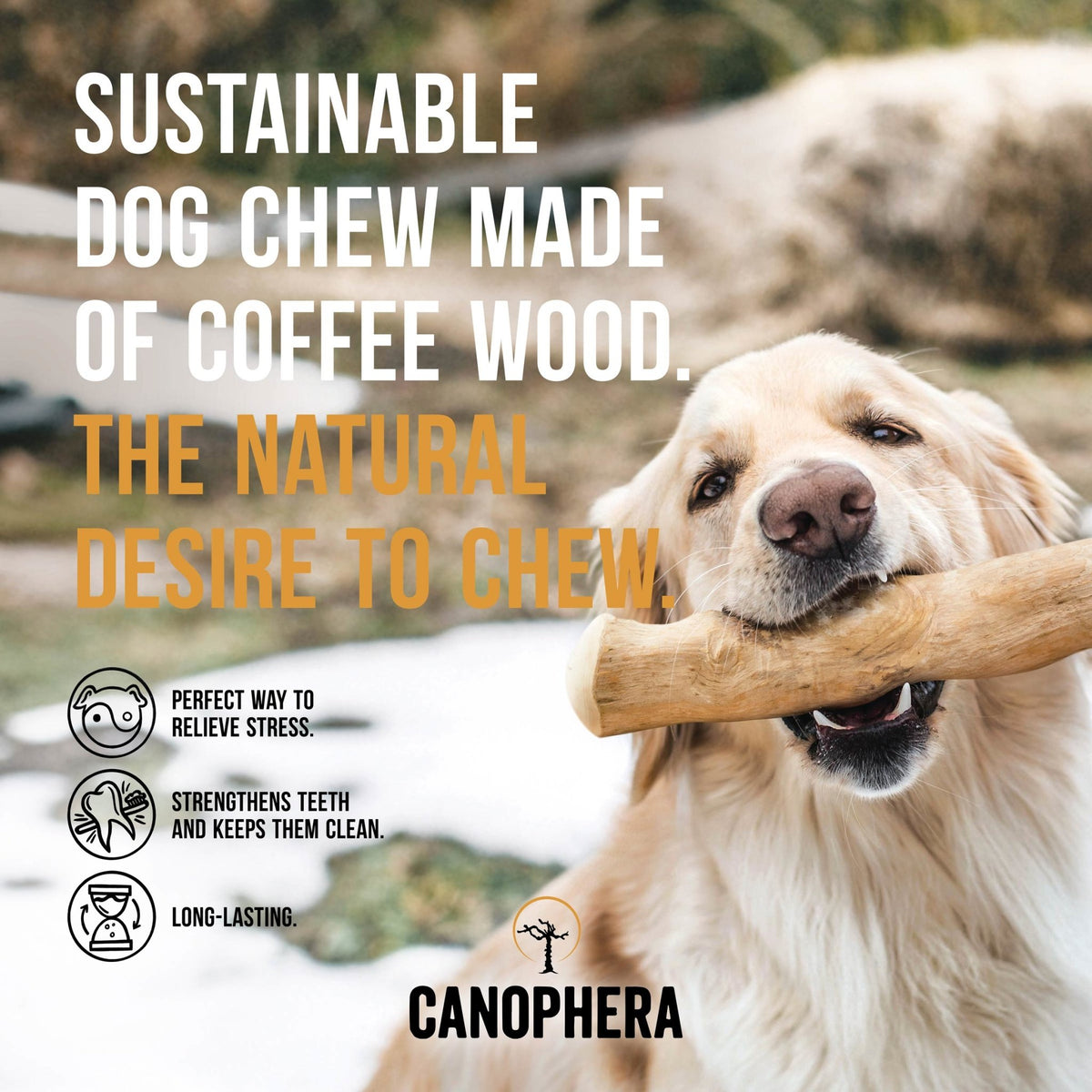 Canophera Coffee Wood Dog Chew Stick Medium