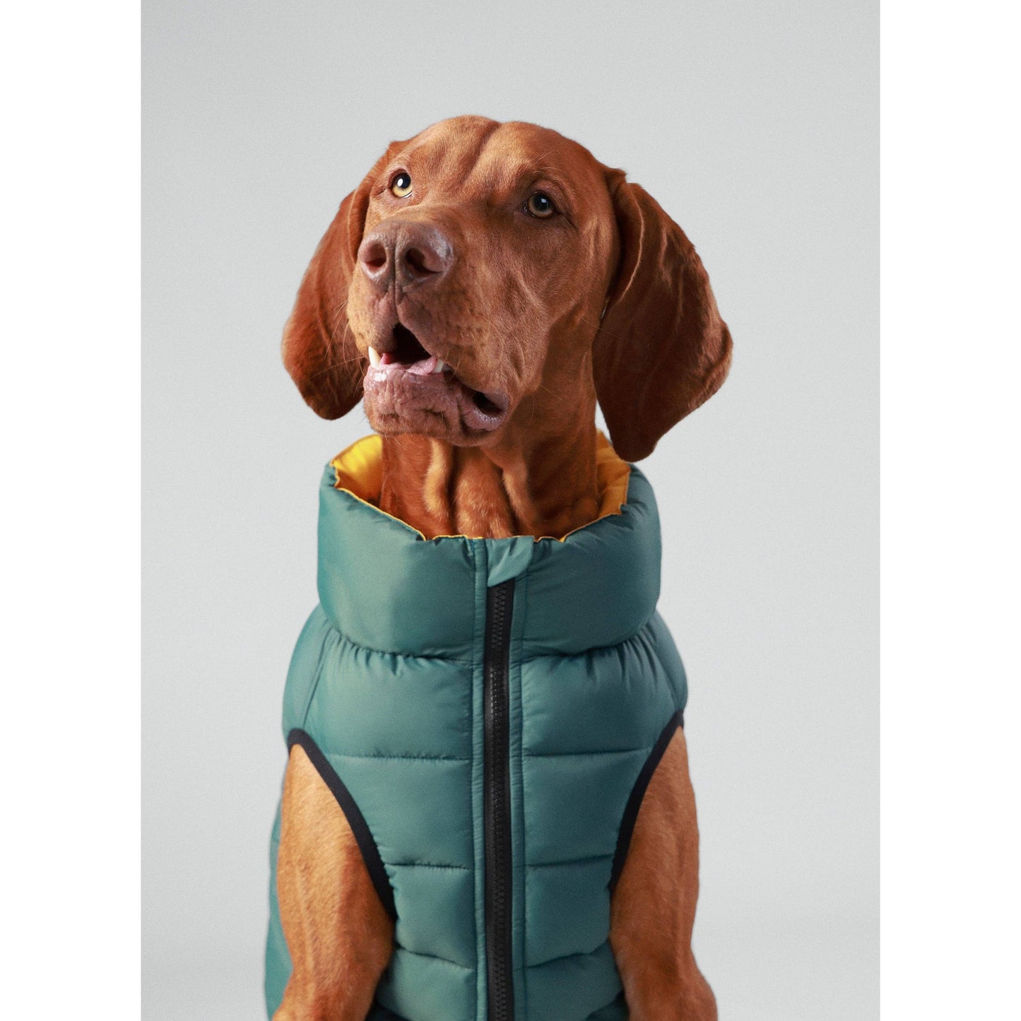 Hackett x Hugo Hudson Dog Puffer Jacket, Forest Green & Gold