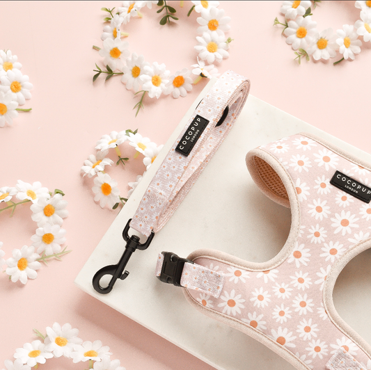 Daisy Chain Lead