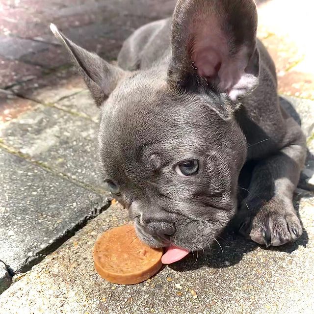 Turkey Coins Dog Treat (Pack of 3)